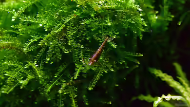 Weeping Moss im Aquarium