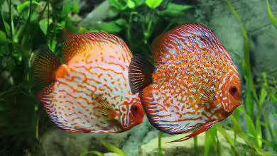 Weiches Wasser: Welche Zierfische sind geeignet?