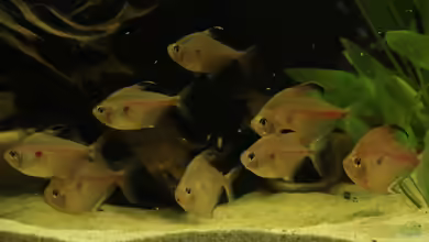 Weichwasserfische in hartem Wasser und umgekehrt: Was sind die Folgen?