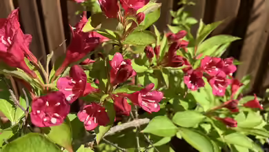 Weigela florida im Garten pflanzen