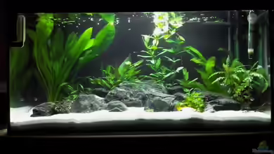 Weiß-Schwarz-Grün! von zwilling1662000