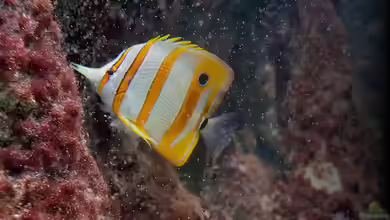 Welche Bücher sollten Anfänger in der Aquaristik lesen?