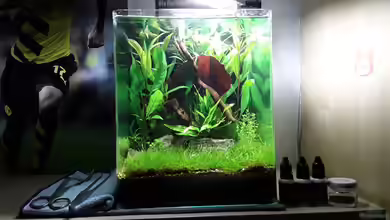 Welche Fische ins Nano-Aquarium für Anfänger?