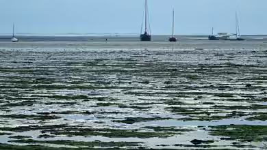Welche Fische leben im Wattenmeer?
