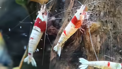 Welche Garnelenart passt am besten in mein Aquarium? Ein umfassender Leitfaden für Garnelenliebhaber