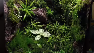 Welche Pflanzen eignen sich für ein Mini-Terrarium?
