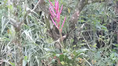 Welche Pflanzen sind sicher und geeignet für mein Terrarium?