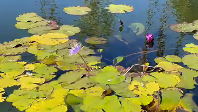 Welche Pflanzen wachsen gut rund um einen Teich?