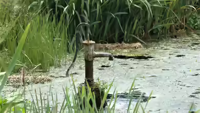 Welche Pumpe passt zu meinem Gartenteich?