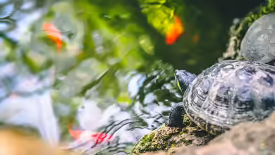 Welche Tiere eignen sich für welchen Teich? Ein Überblick über den passenden Teichbesatz
