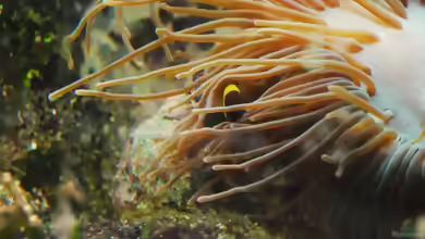 Welcher Anemonenfisch ist das???