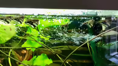 Welcher Sinn steckt hinter einem Verbot von Wildfängen?