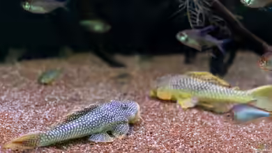 Welse im Aquarium halten