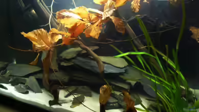 Welse von Cichlid Power