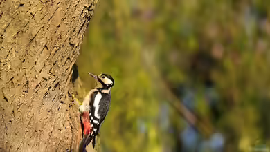 Wenn der Specht klopft: Was bedeutet es für den Baum?
