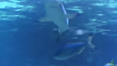 ´Wenn die Haie sterben - stirbt das Meer!´