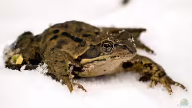 Wenn Frösche, Molche und Insekten im Spätwinter kurz aktiv werden