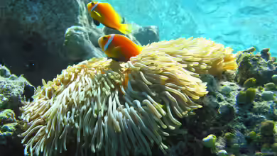 Wer ist wer - Koralle oder Anemone?