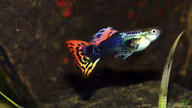 Wer mit wem? Guppys vergesellschaften 
