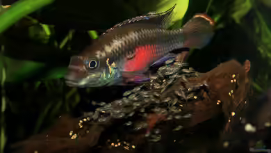 West- und Zentralafrikaaquarien: Faszinierende Biotope zwischen Regenwald, Savanne und Schwarzwasser