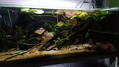 West Afrika von Fichte