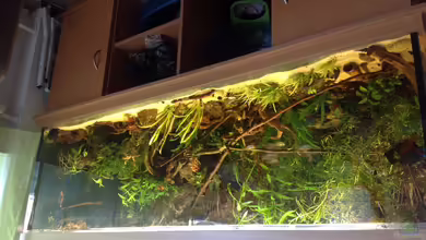 Westafrika Becken von Marita Rückershäuser