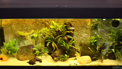 Westafrika Flusslauf von Malte