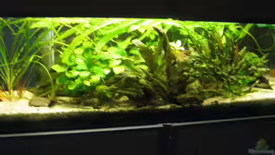Westafrikaaquarium von Tankman71
