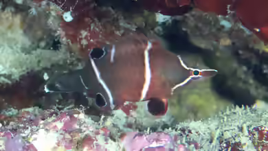 Wetmorella albofasciata im Aquarium halten