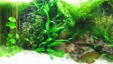 Wettbewerb bepflanzte Aquarien - Fotos ´Die Gro??en´ Teil 1