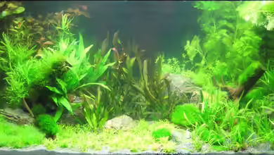 Wettbewerb bepflanzte Aquarien - Fotos ´Die Gro??en´ Teil 2