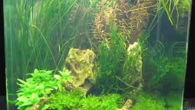 Wettbewerb bepflanzte Aquarien - Fotos Nano Teil 1