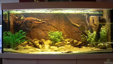 WF Uatuma Diskus von Amazonas83