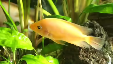 Wie, bzw. wo bekomme ich meine ´falschen´Fische los???