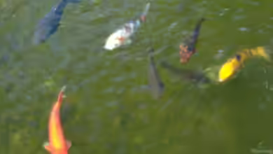 Wie alt werden Koi Fische im Teich?