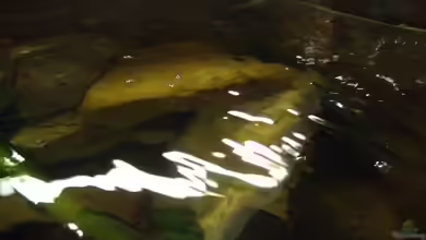 Wie bekommt man das Wasser im Aquarium glasklar?