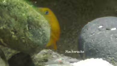 ´wie die Karnickel´... *g*