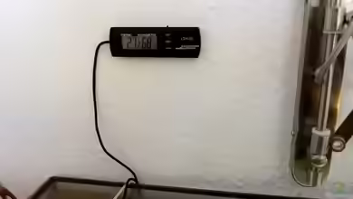 Wie finde ich das richtige Hygrometer für mein Terrarium?
