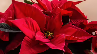 Wie geht es eigentlich eurem Weihnachtsstern?