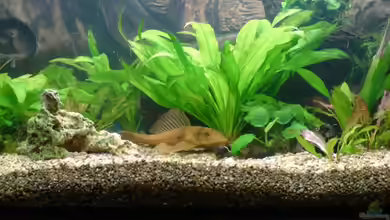 Wie hoch sollte der Bodengrund im Aquarium sein?