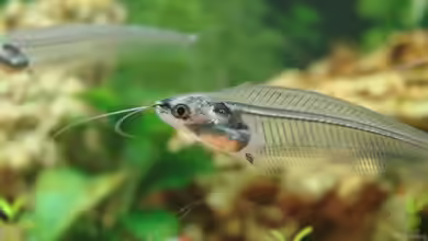Wie ist es möglich, dass Kryptopterus minor durchsichtig ist?