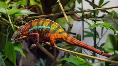 Wie kann ein Chamäleon seine Farbe anpassen?