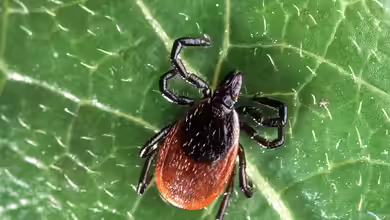Wie kann ich mein Terrarium am besten gegen Parasiten oder Krankheiten schützen?
