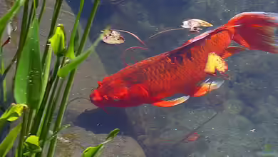 Wie kann man Elemente aus dem Feng-Shui in die Gestaltung des Gartenteichs integrieren?