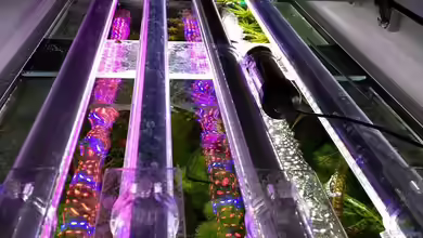 Wie oft muss die Aquarium Beleuchtung ersetzt werden?