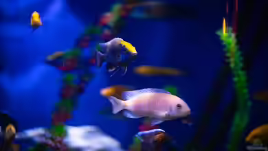 Wie Online-Bewertungen Aquarienbesitzern bei der Wahl der richtigen Ausstattung helfen: Leitfaden für Aquarianer
