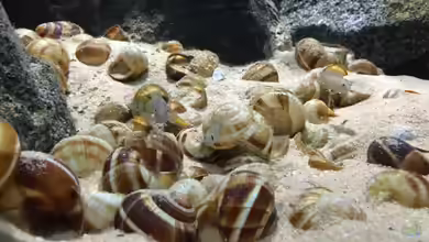 Wie schlau sind Aquariumfische?