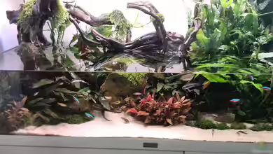 Wie verhindert man Schimmelbildung im Paludarium?