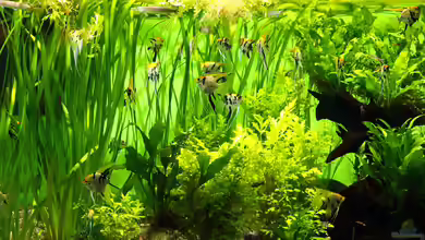 Wie wende ich Aquarium-Dünger richtig an?