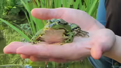 Wie werde ich Frösche im Gartenteich los?